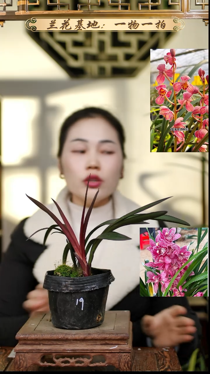 完全开放红草红荷