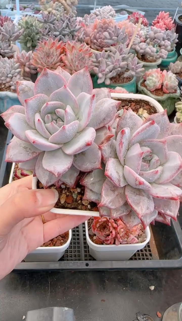 【闪购商品】7949.