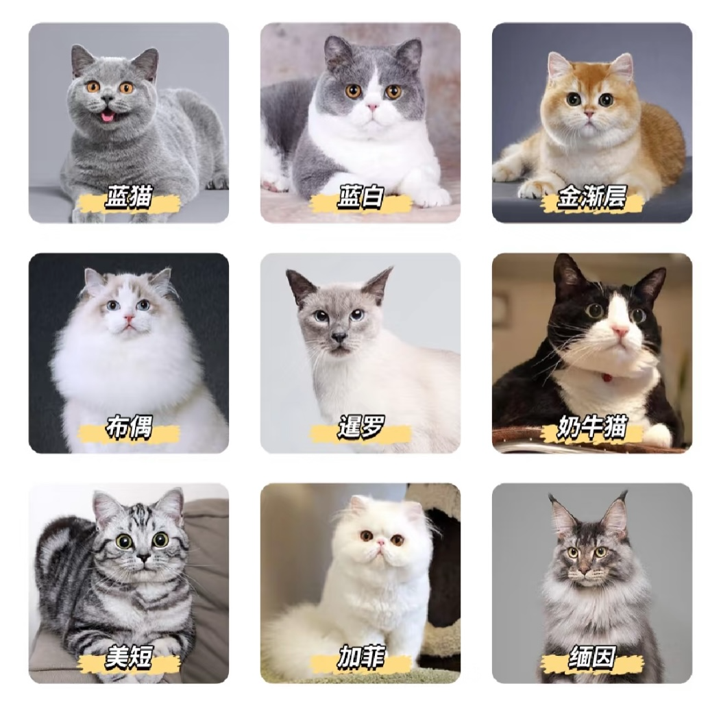 奶油猫舍定金相册