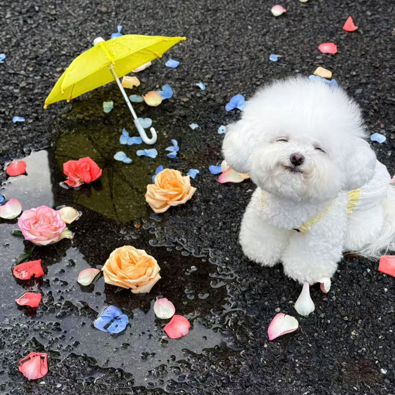 萌宠自选小型犬  比熊博美泰迪衣服  MM