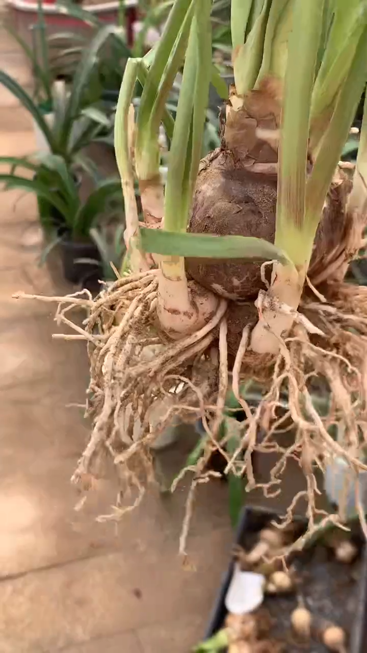 当前无花栽培后可以开花热情丹尼尔6cm+坨坨