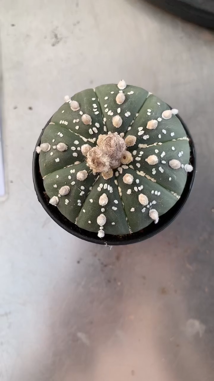 一物一拍的 超兜 20元1颗