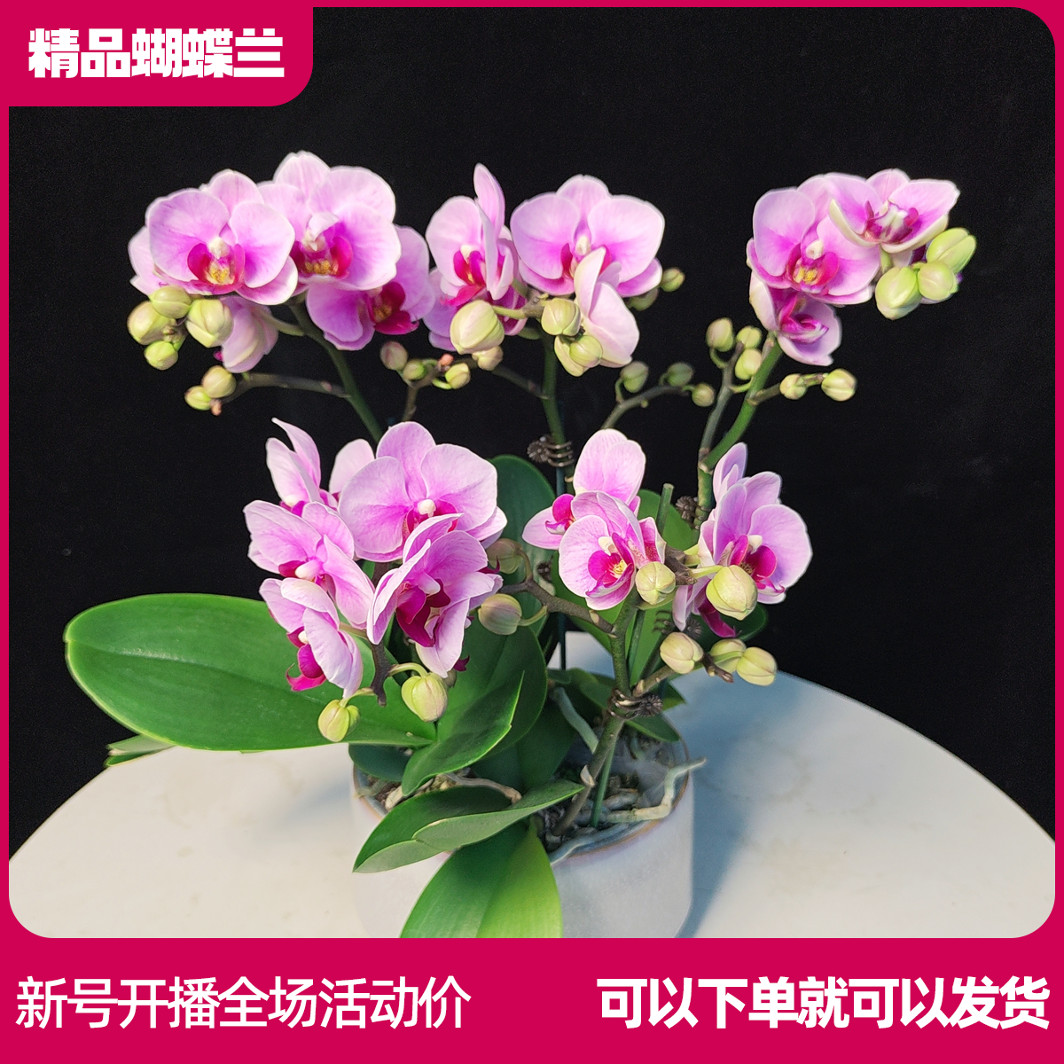 【宝贝组盆】精品蝴蝶兰鲜花盆栽耐养适合室内观赏送亲友