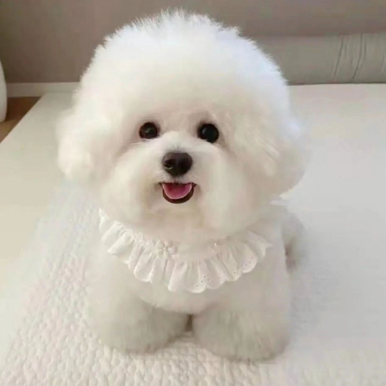 （比熊不是熊）T狗狗活体