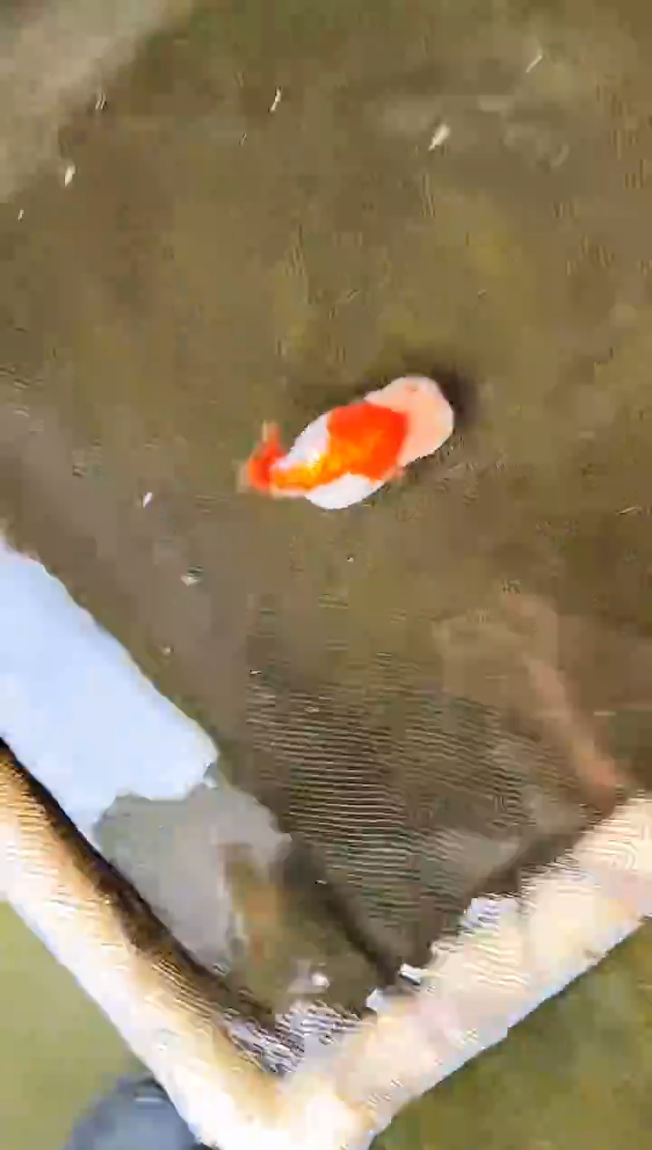 金鱼廿*水娃娃观赏鱼兰寿金鱼  不包邮