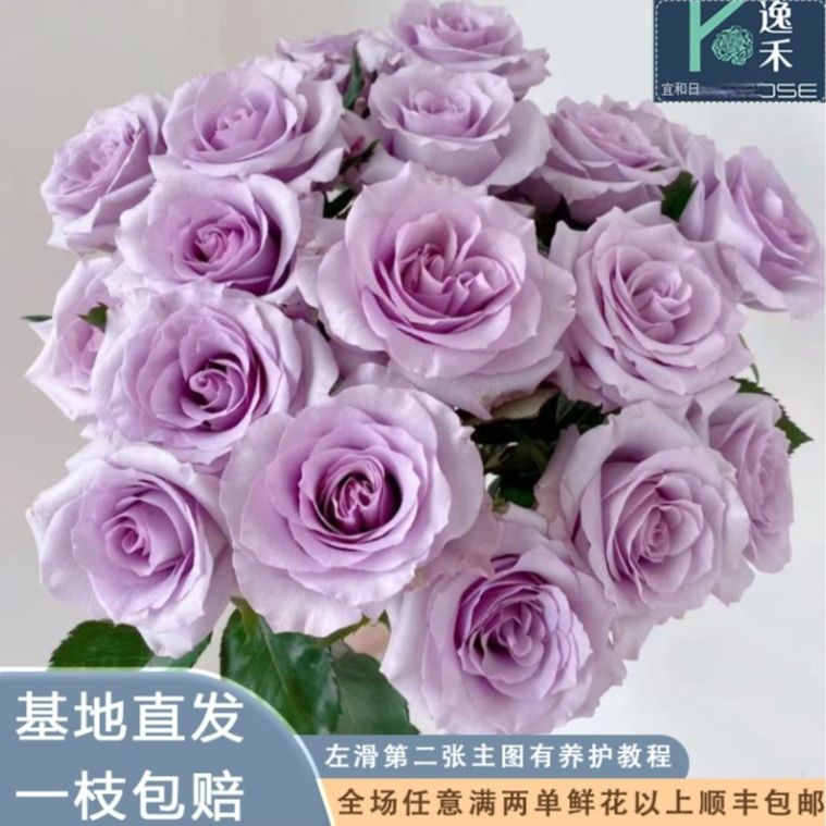 基地海洋之歌单头玫瑰鲜花花束云南鲜花基地直发顺丰包邮水养家用