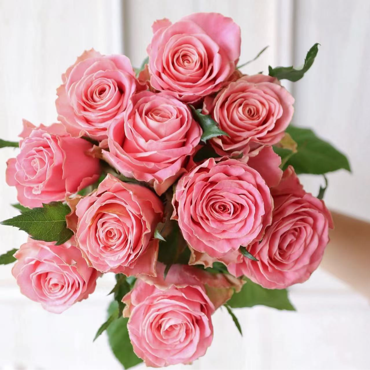 逸禾基地暗恋单头玫瑰基地玫瑰花期更长2单顺丰包邮含保鲜剂