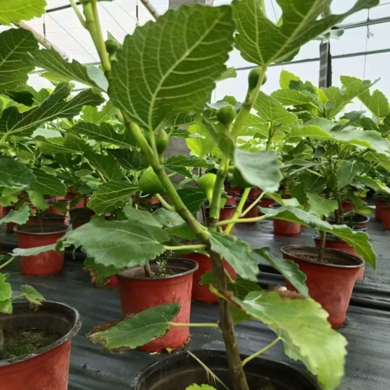 甜盟带果无花果树苗盆栽南北方可种植耐寒耐旱好养易活新疆不包邮