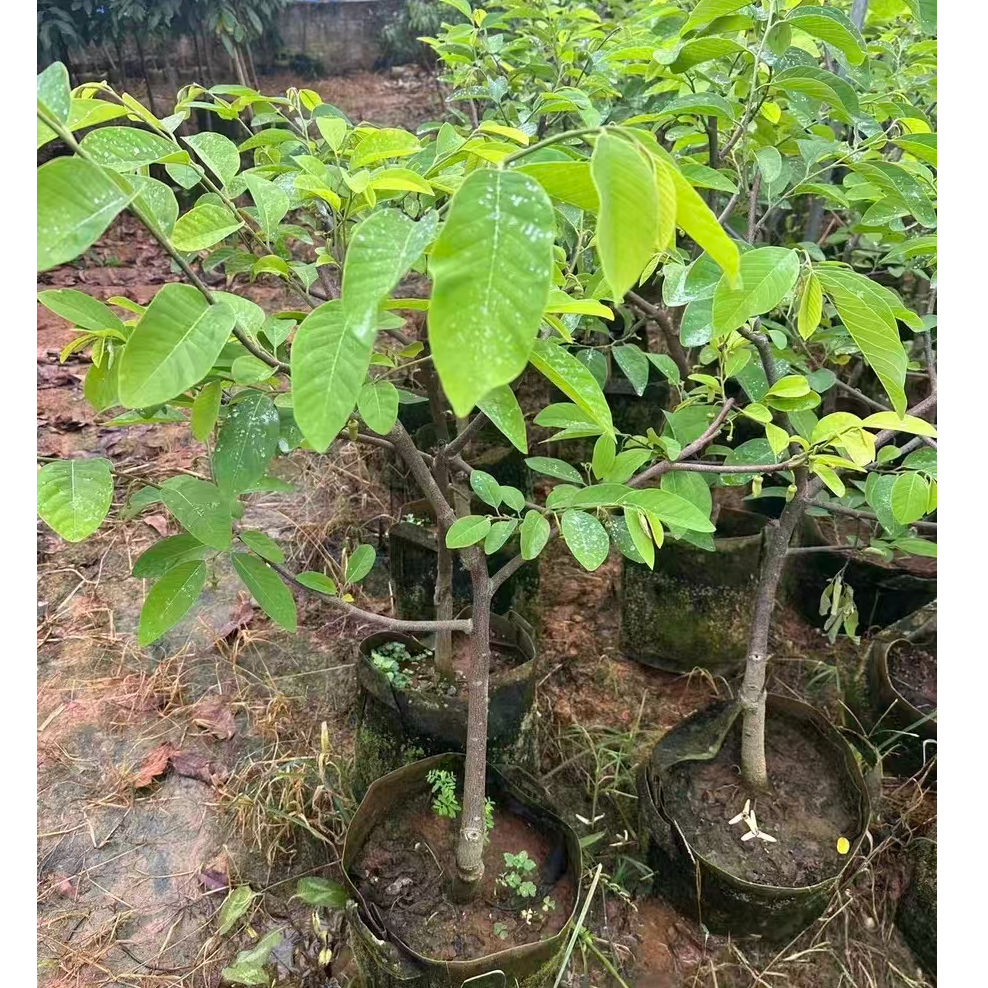 凤梨释迦果树苗，四季品种，果子蜜甜，冬天落叶植物