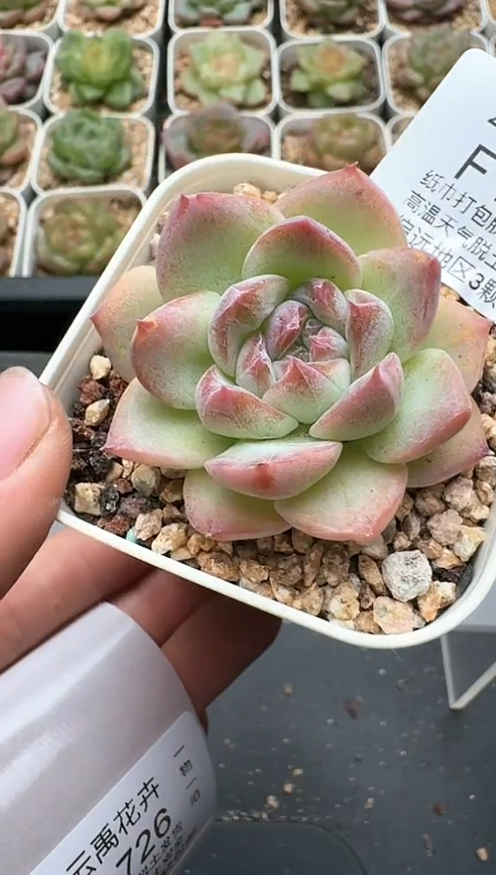 725F云禹多肉植物 默认脱土纸巾打包 3颗包邮