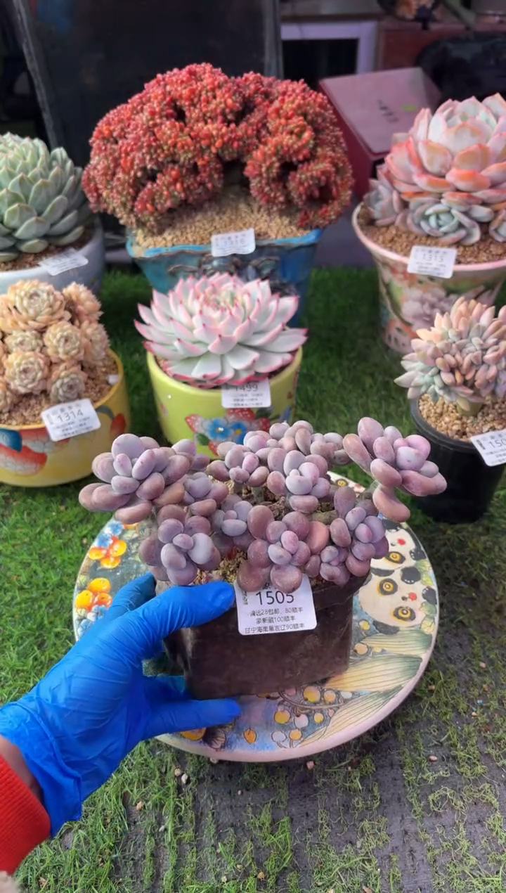 昆明印象多肉1505