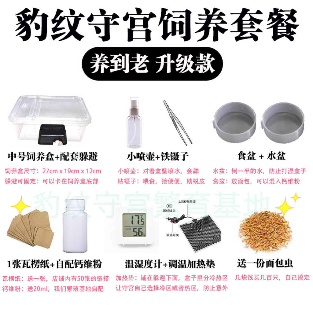 【升级款饲养套餐】豹纹守宫 养到老 升级款 饲养套餐