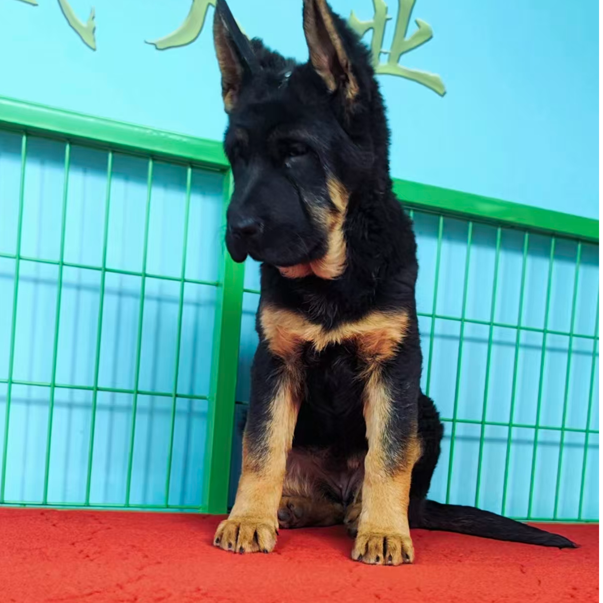 鸿盛狗狗活体链接