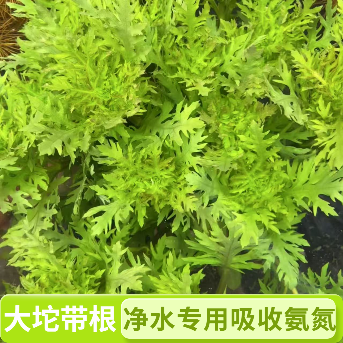 [水罗兰]分叉叶净水专用吸收氨氮亚盐无需二氧装阴性水草好养易活
