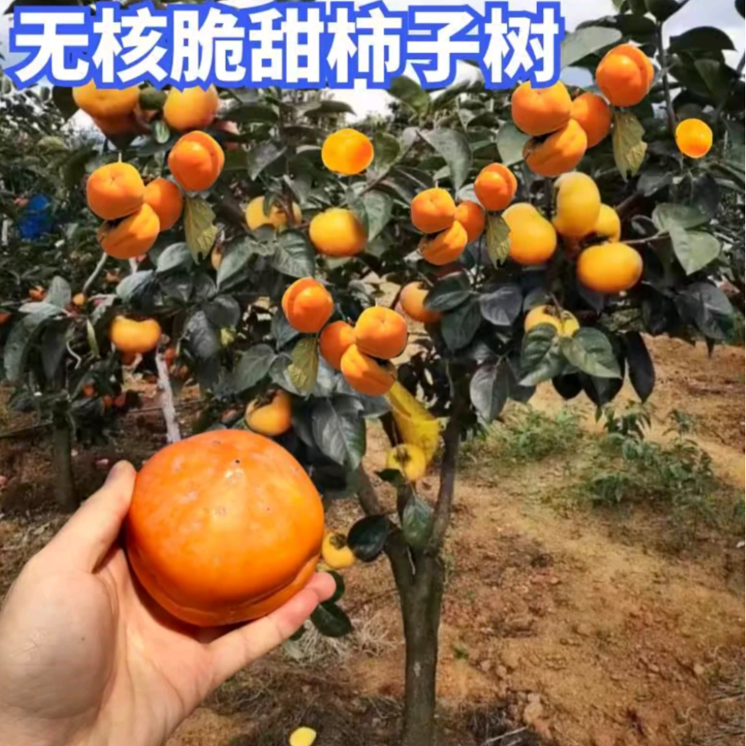 正宗嫁接太秋甜柿不涩口牛心柿四方柿太秋甜柿南北方盆栽庭院种植