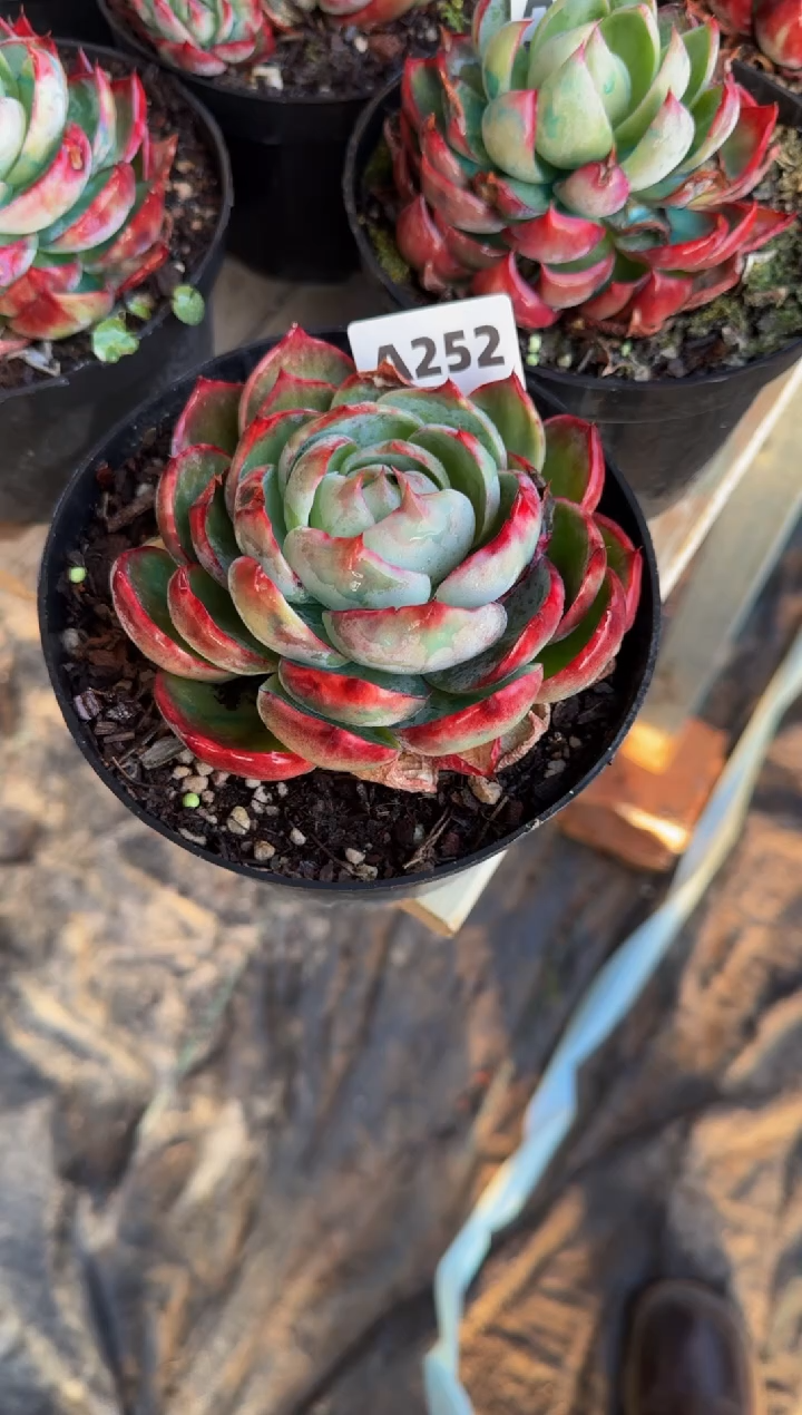 【闪购商品】A252惊鸿仙子（裸根发货）（瑕疵）