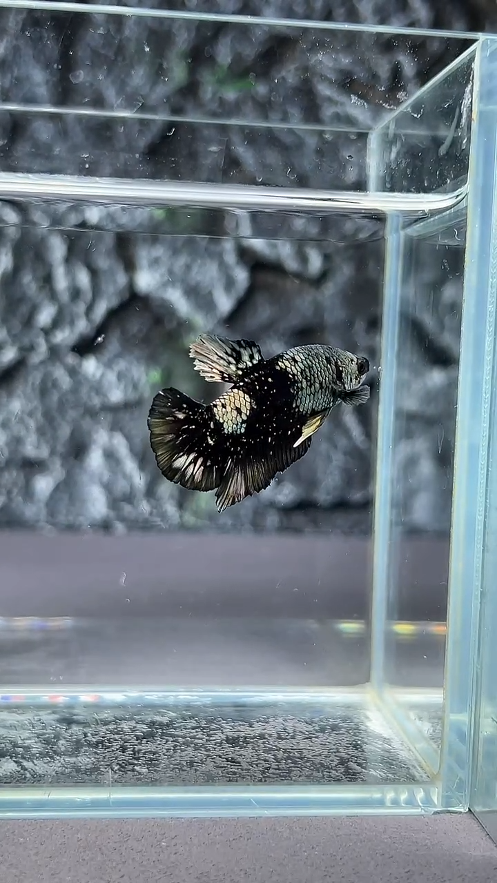 斗鱼竞拍链接A039