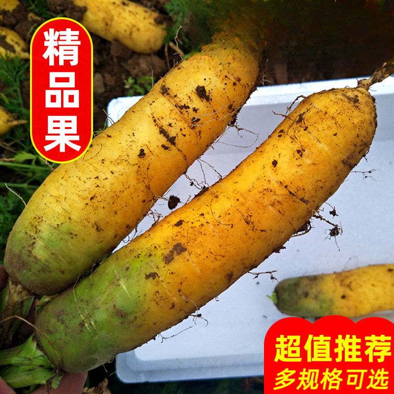 山西运城黄胡萝卜胡萝卜新鲜农家蔬菜产地直供手抓饭萝卜