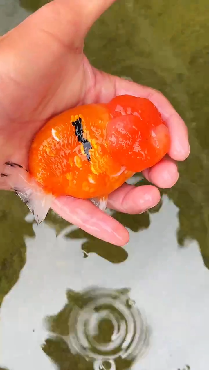 金鱼安*水娃娃观赏鱼兰寿金鱼  不包邮