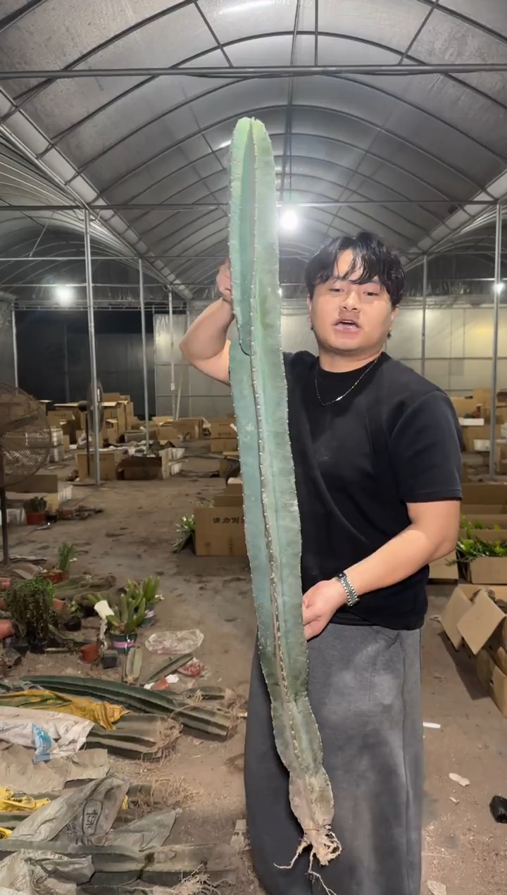 【带根】100-150cm 量天尺