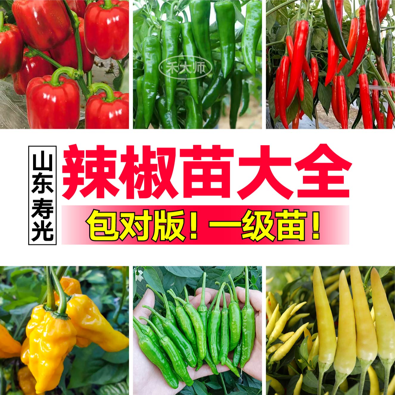 山东寿光辣椒苗秧大全带土朝天美人螺丝辣妹子红甜椒四季盆栽种植