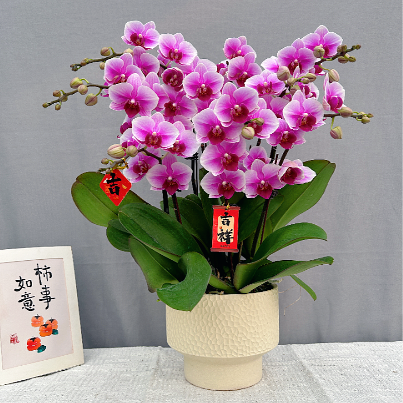 花满屋【粉公主-蝴蝶兰】 高端鲜花 带花带花苞 花期长年宵花