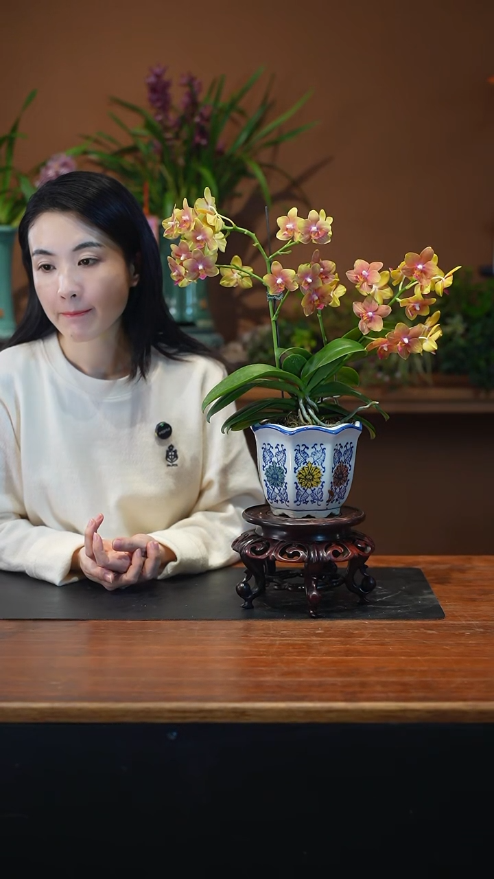 全部花朵橘子汽水盆景盆景盆景