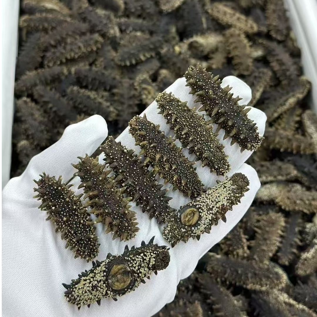 50头大连纯干15-16倍泡发特选精选500克海参