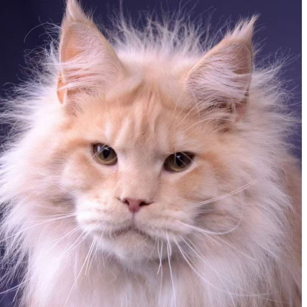 （赵老师）缅因猫银虎斑大脚/棕虎/凯米尔/玳瑁