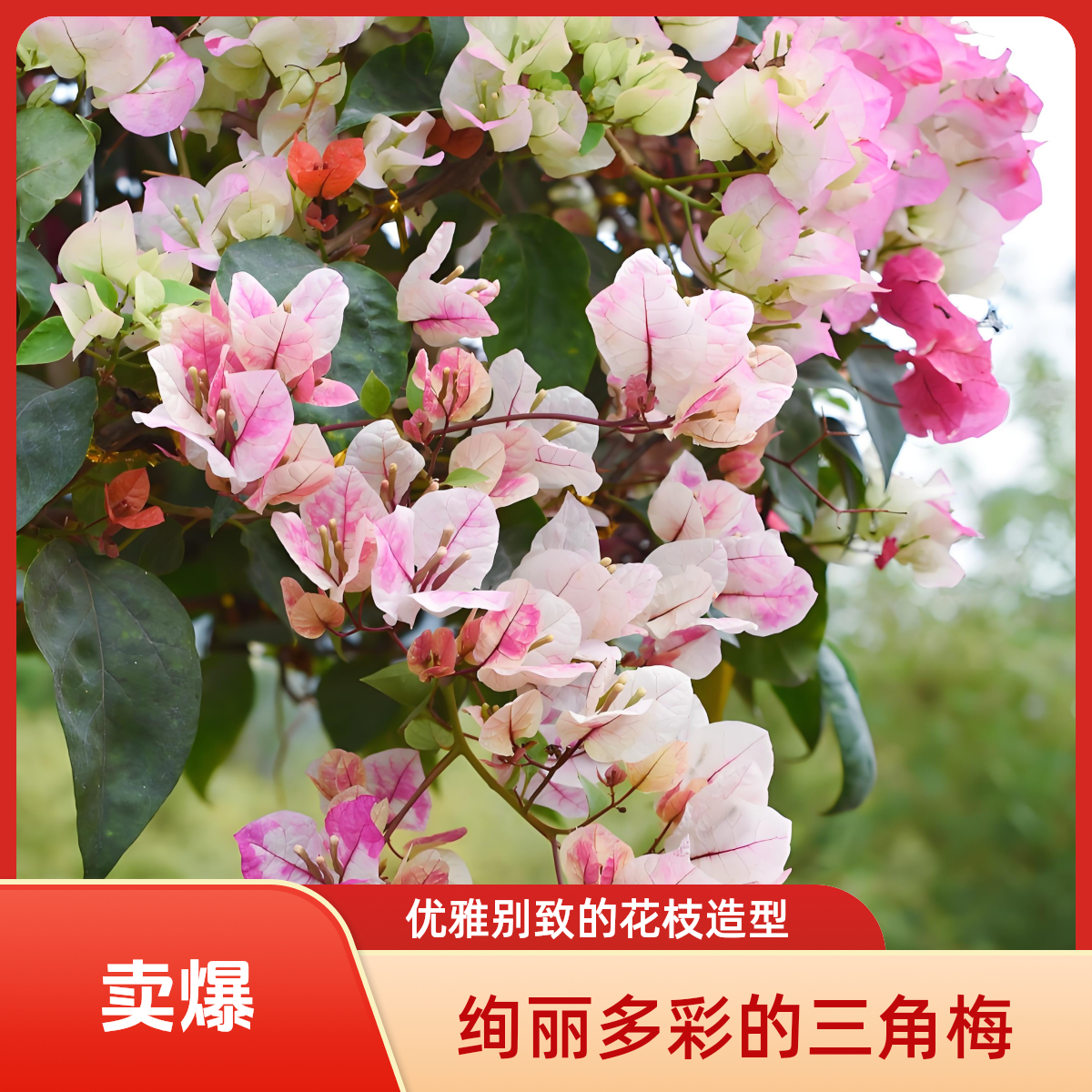 三角梅【一物一拍】高飘老桩四季勤开花阳台庭院好养植物 包邮发货