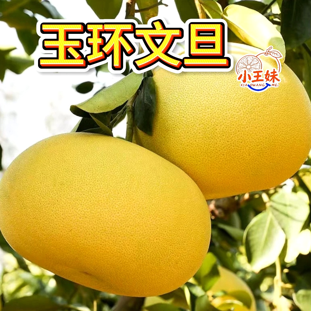 小果2~5斤玉环文旦柚产地清香新鲜饱满酸甜可口应季水果基地直发