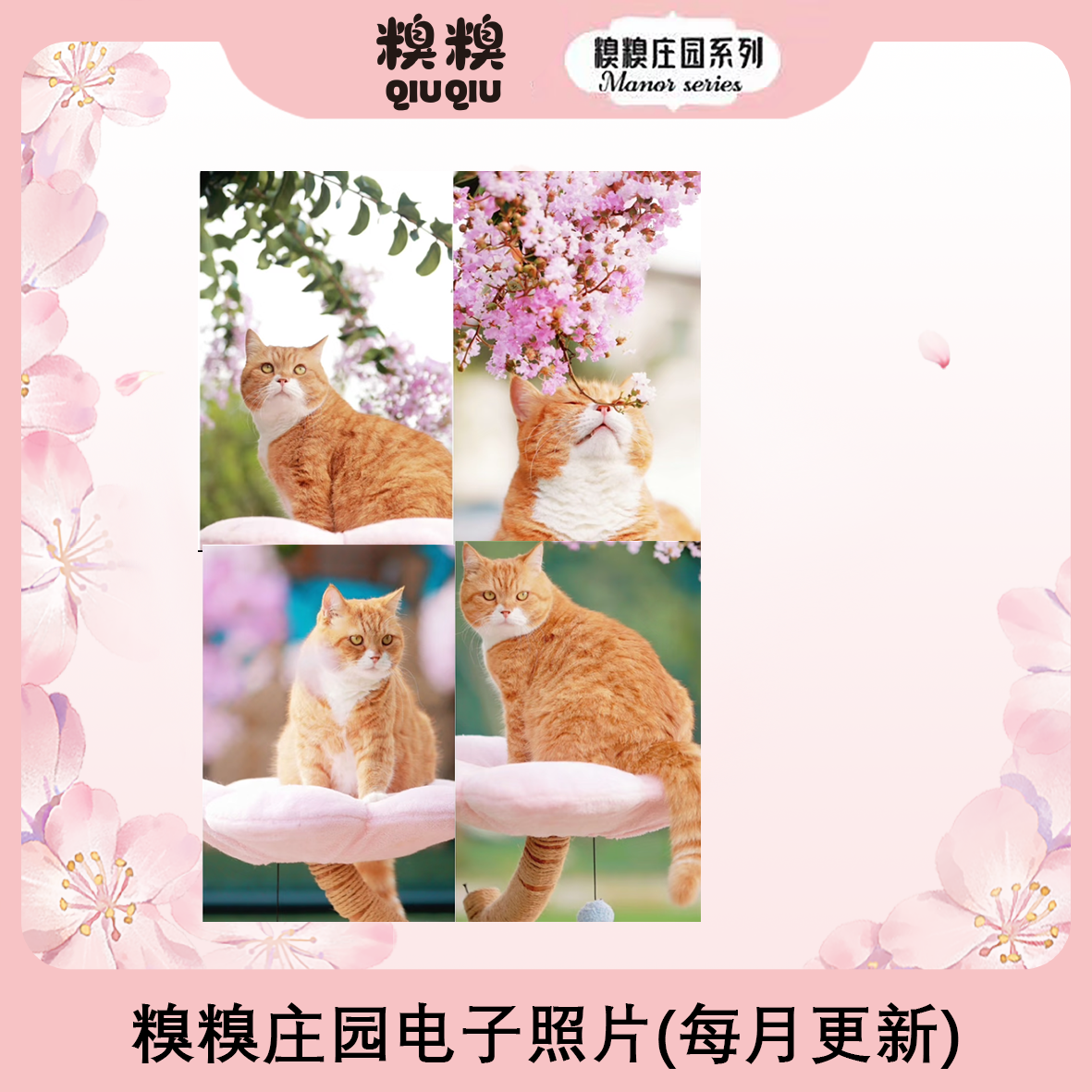 正能量照片 糗糗庄园真实救助康复猫猫倾情出镜（只卖照片）