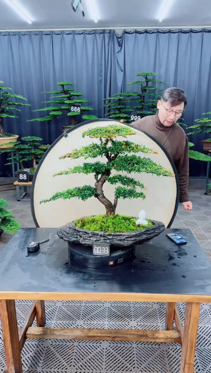 无花朵盆景.....