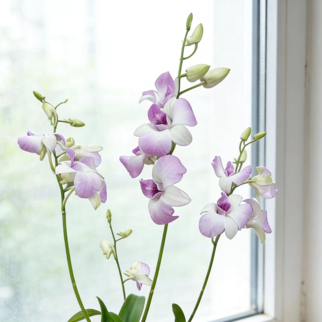 秋石斛【大粉唇】一物一拍大花型