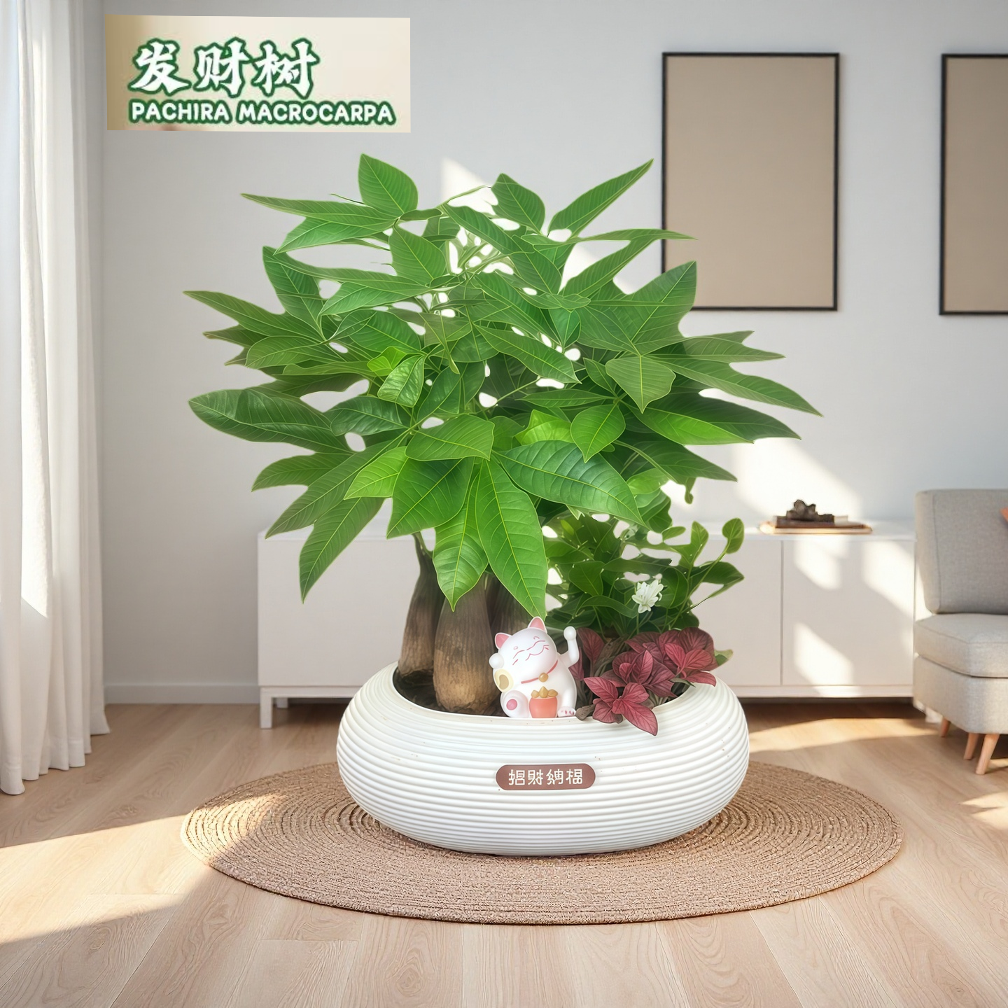 W【发财树组合盆栽】绿植九里香（30~40CM）办公桌面盆栽好养常青