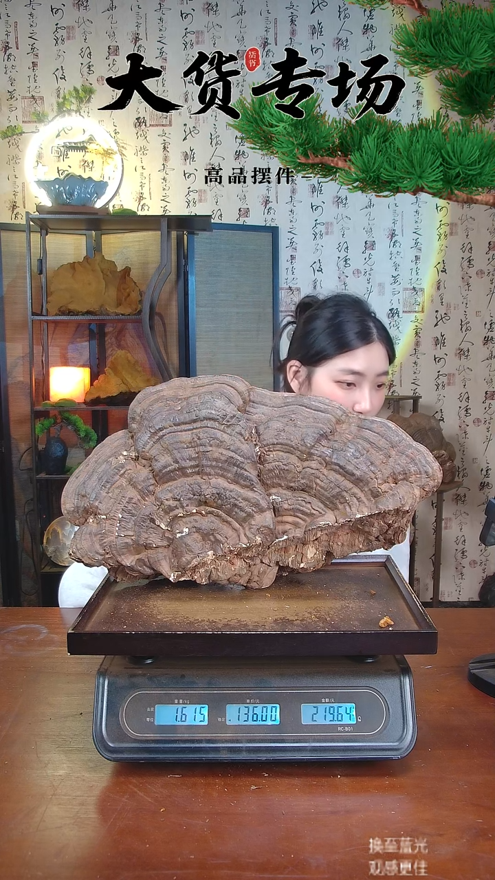 平盖灵芝中国大陆【藏区 野生】树舌灵芝（3.23斤）40-50年份