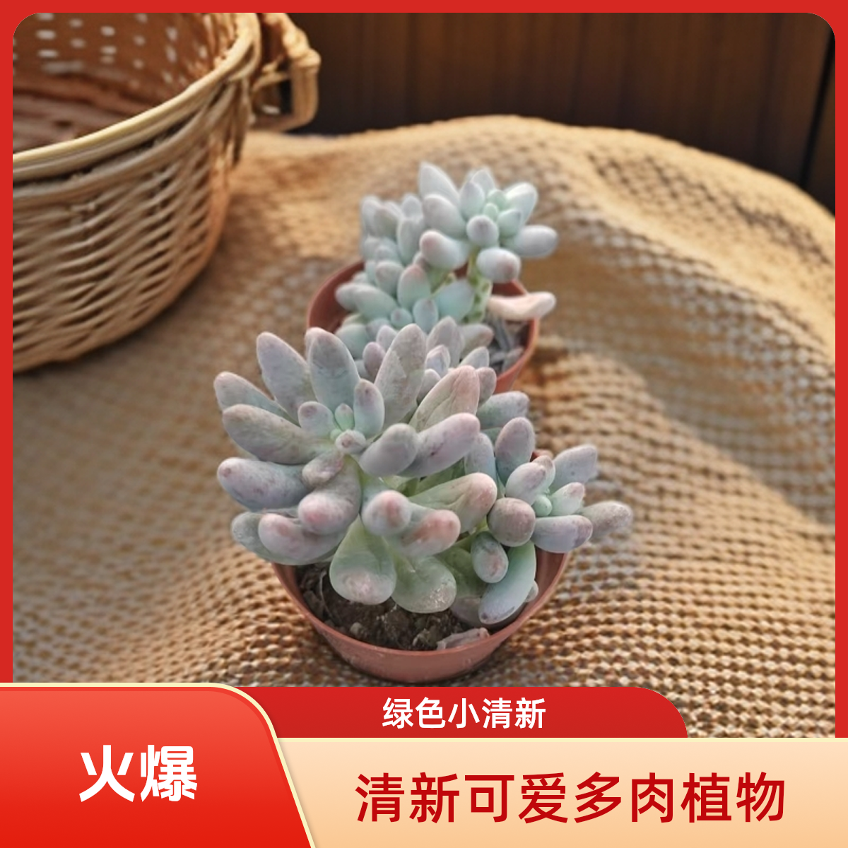 粉色恋人多肉植物盆栽品种好养适合办公室阳台