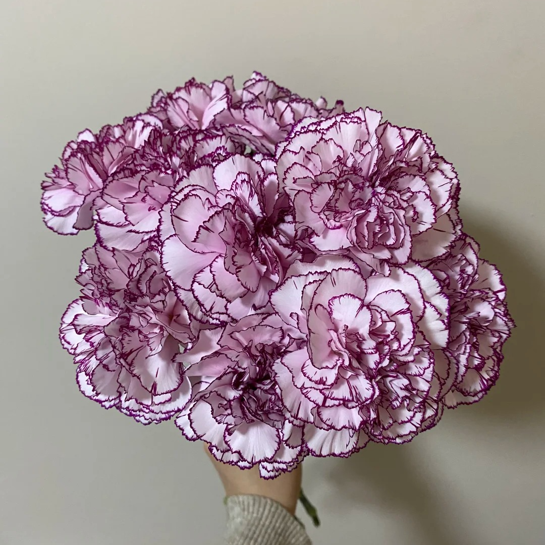 【紫精灵康乃馨10支】全鲜花次日达批发直播品质鲜花 全场任意满两单顺丰包邮