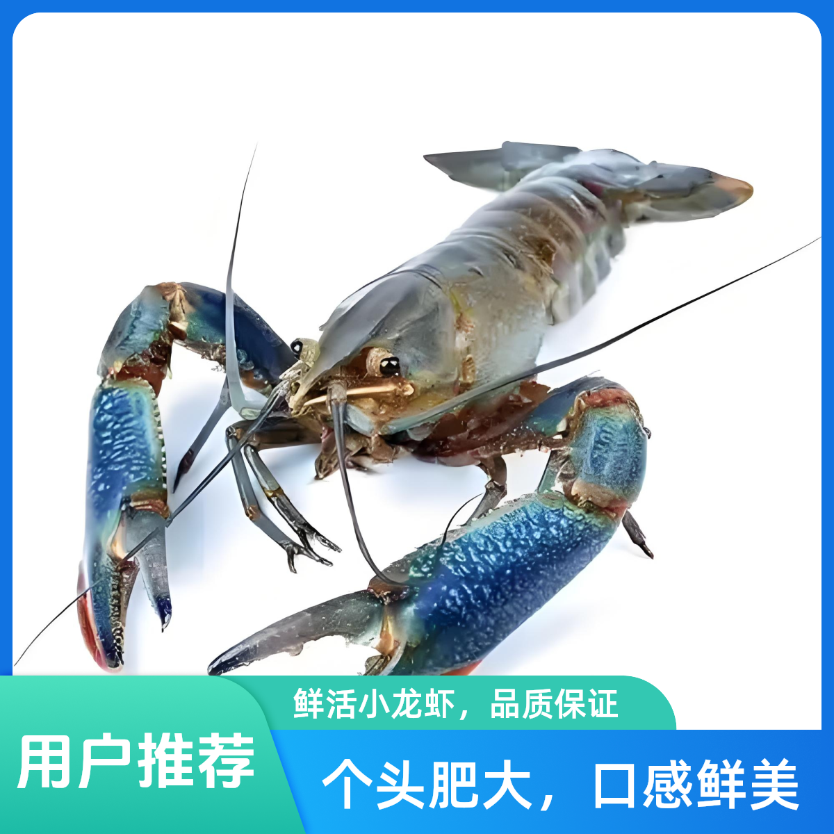 澳洲小龙虾500克一斤装
