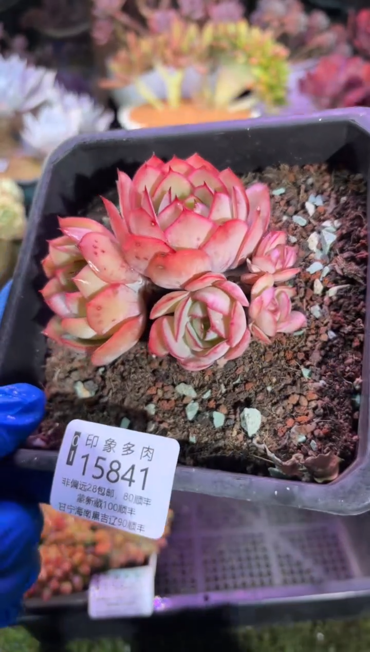 【闪购商品】15841