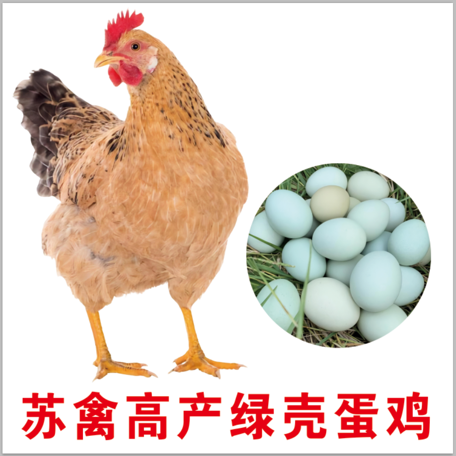 宠物鸡活体苏禽产绿壳蛋顺丰包邮包活到家