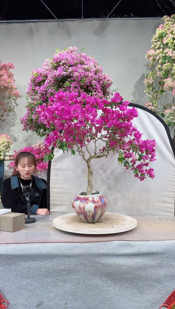 【闪购商品】盆景皇帝