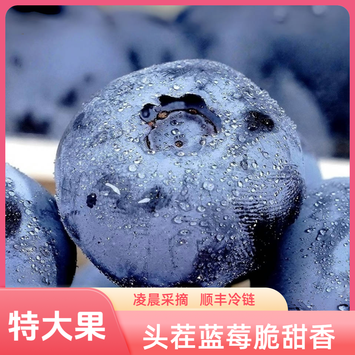 【特大果】15-18mm  新鲜脆蓝莓 妇幼辅食 大蓝莓顺丰现摘现发 头茬