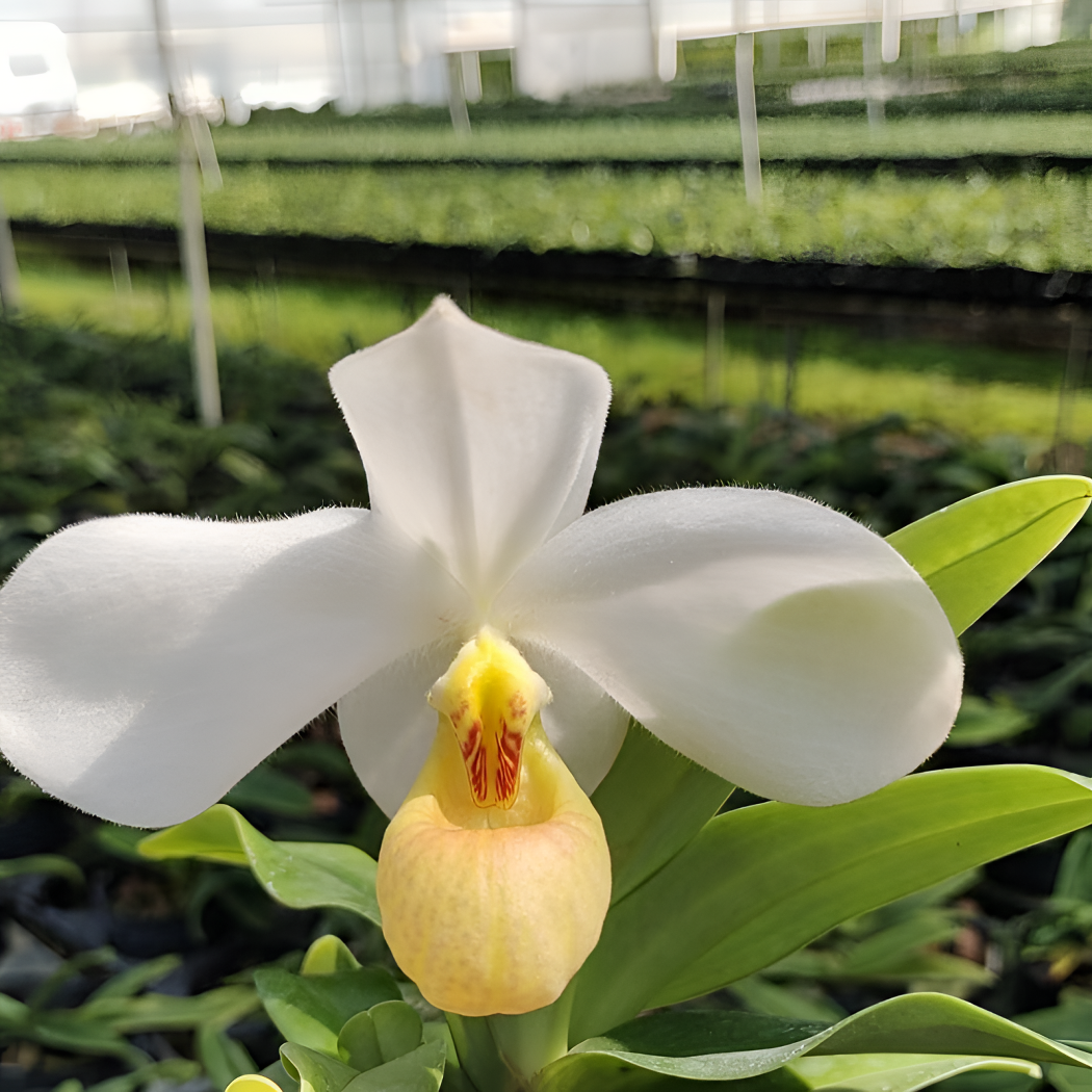 白花兜兰 成苗不带花 白花黄兜 12*12厘米硬胶盆 茉莉清香 稀有