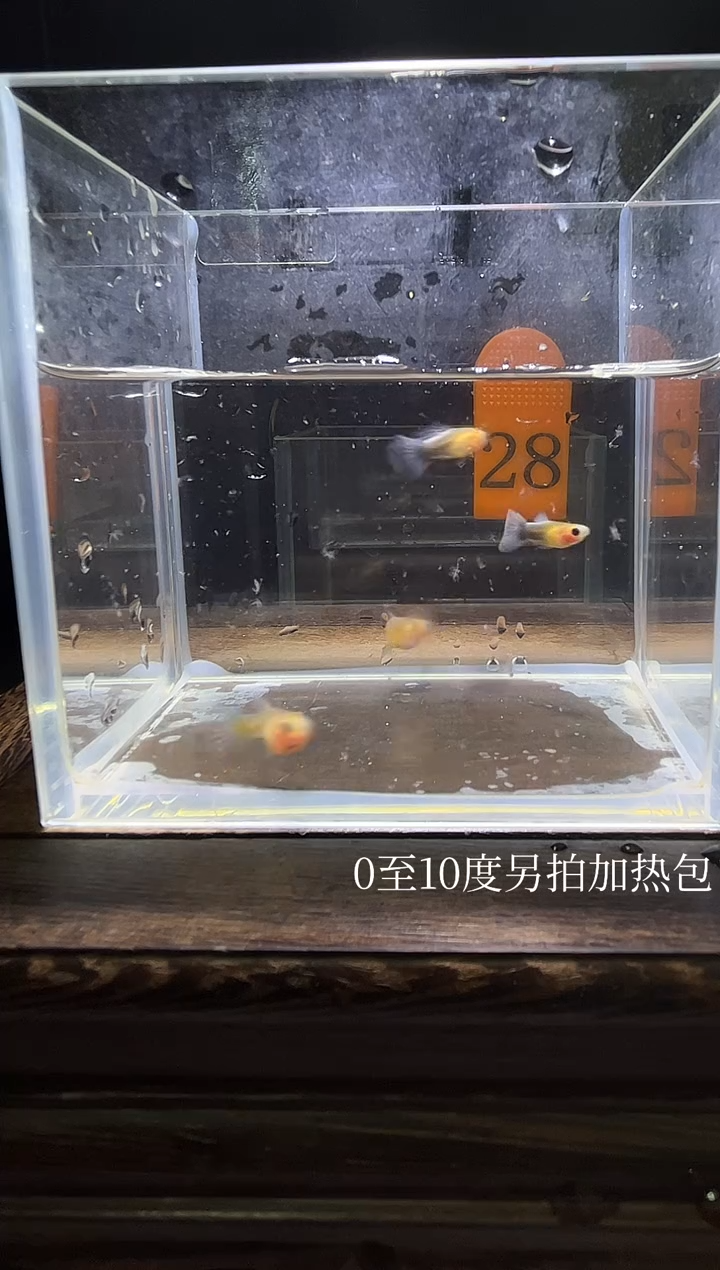 孔雀鱼黄肉蓝礼服玻璃猫普通体28