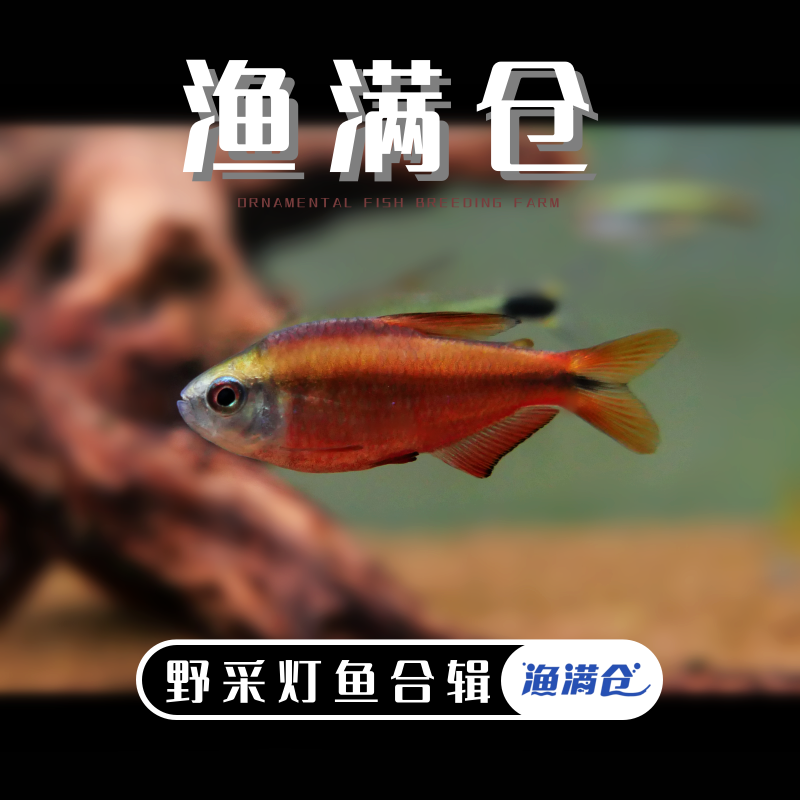 【渔满仓小鱼】 直播组合野采精选链接