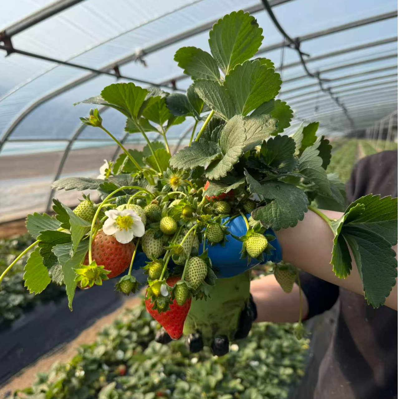 【壮苗大果】宁玉草莓盆栽带盆栽好带花带果对版苗