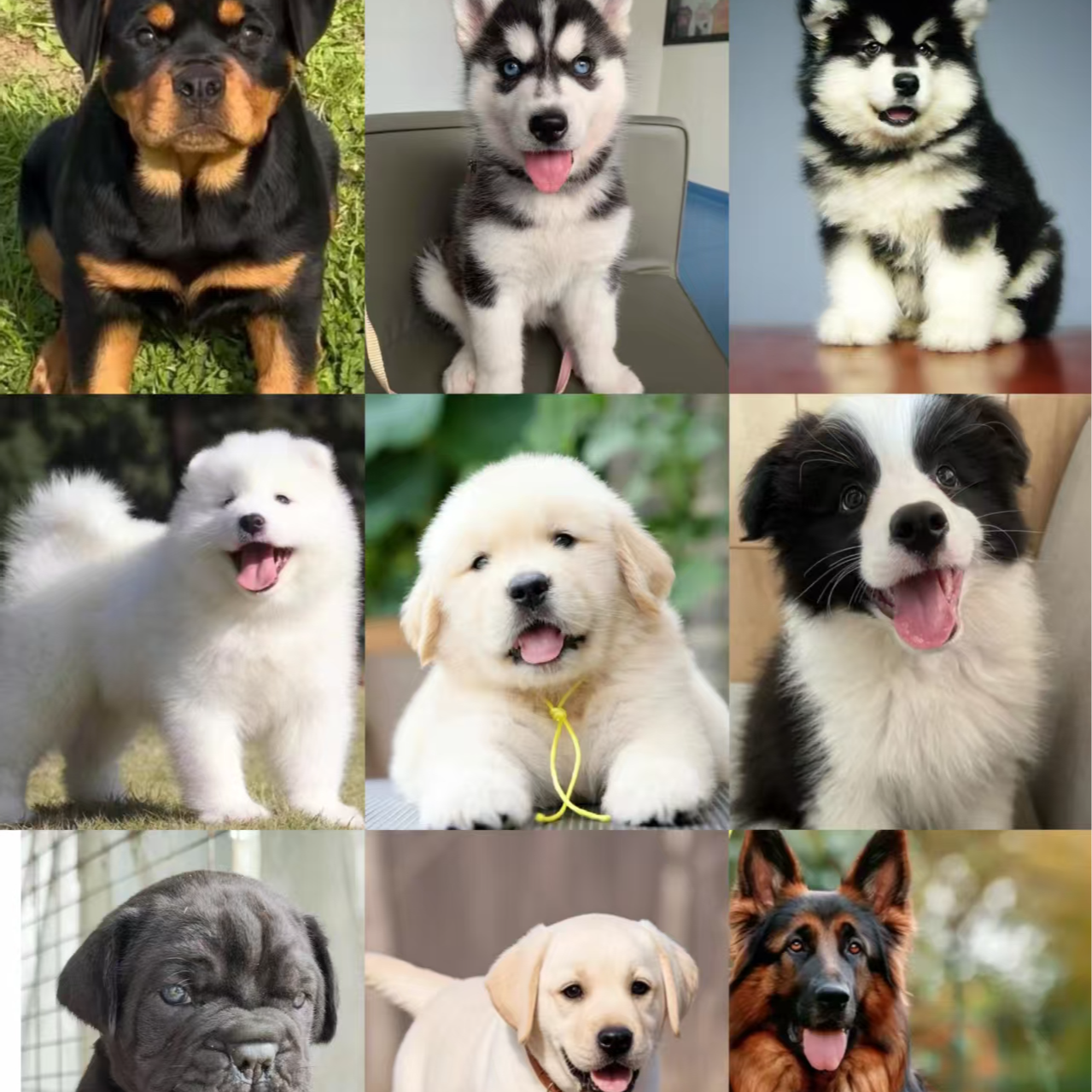 【雪姐家萌宠】宠物犬一宠一拍，仅支持平台交易，链接2