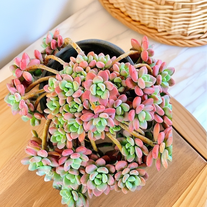 妖装洛神 老桩 多肉植物【多肉满15包邮】脱土发 清货不售后