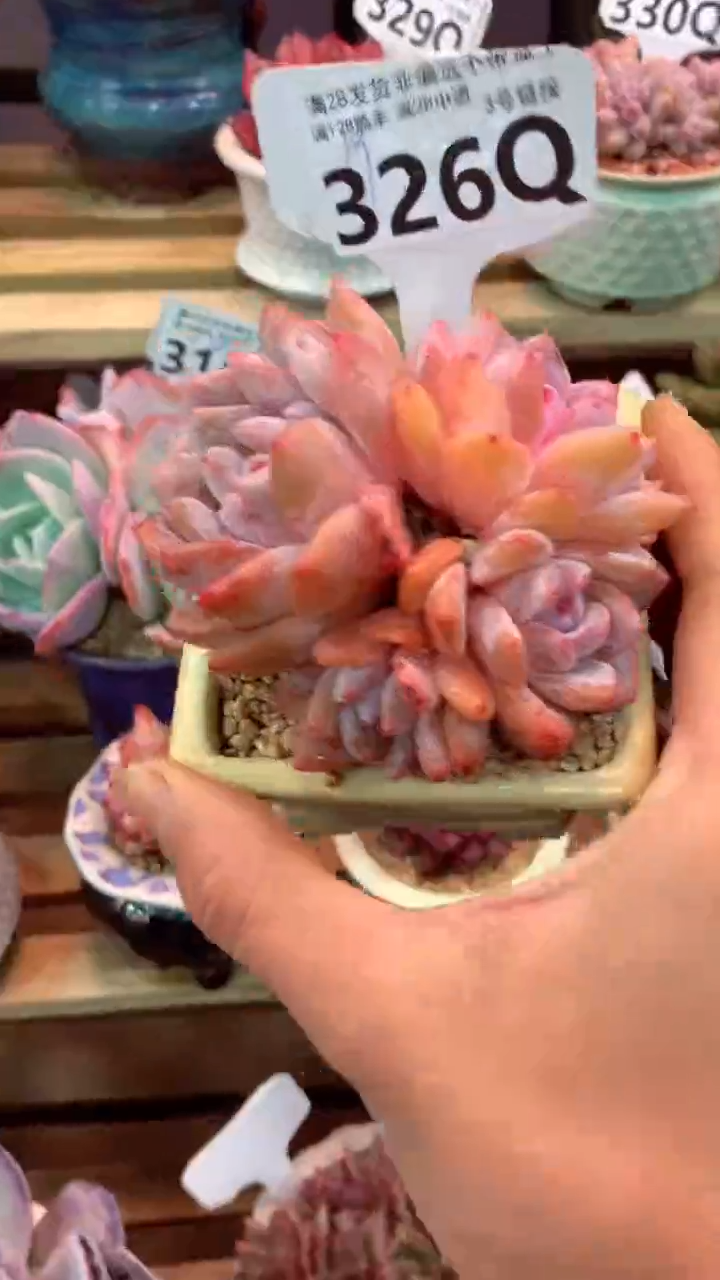 326Q（一物一拍，精品多肉，所见即所得 ）